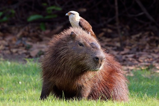 Yellow-headed_caracara_(Milvago_chimachima)_on_capybara_(Hydrochoeris_hydrochaeris)